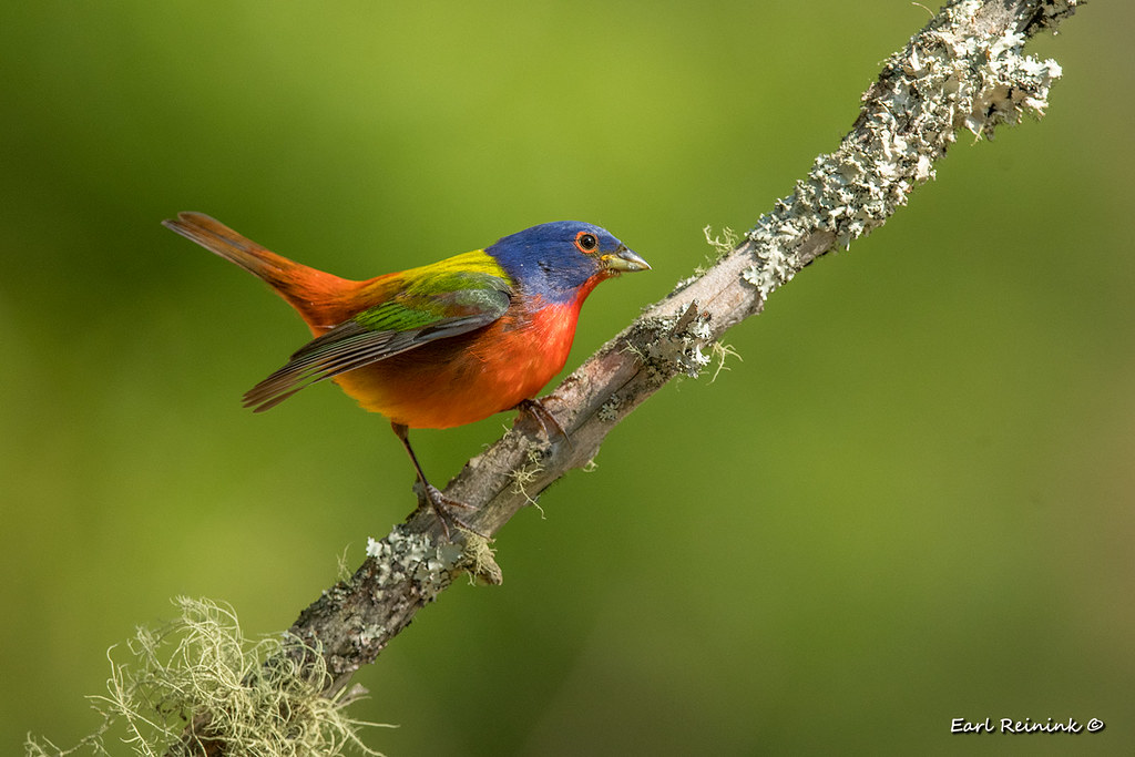 Painted Bunting Taken last week in South Carolina. First i… Flickr