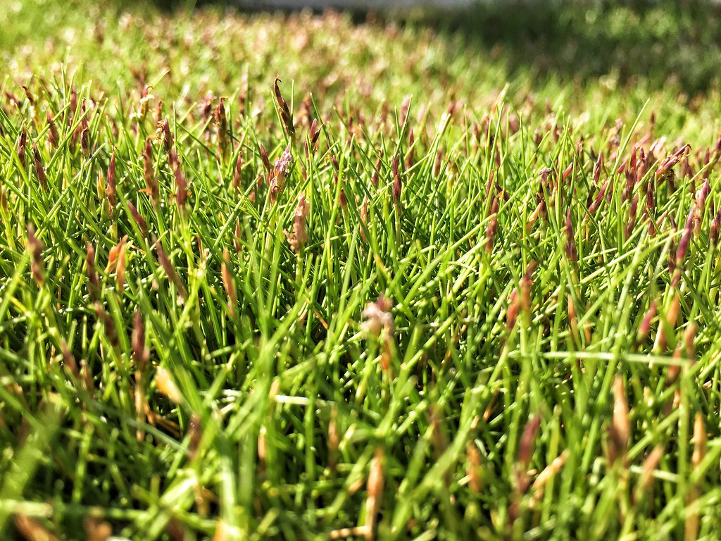 Flowering Zoysia grass Zoysia Tenuifolia a photo on Flickriver
