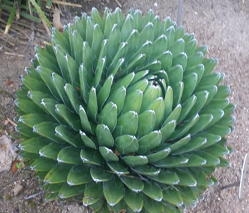 Agave victoriaereginae origin Chihuahua desert of mexico… Flickr
