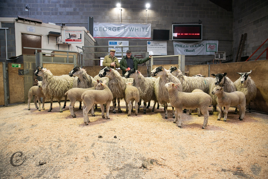 Hogs & Lambs 1954 Barnard Castle Auction Mart Flickr