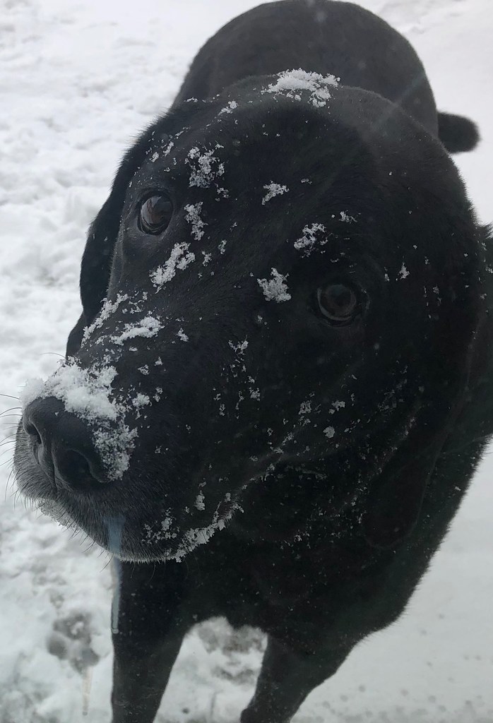 Hair Insulation This photograph is of my dog in Minnesota.… Flickr