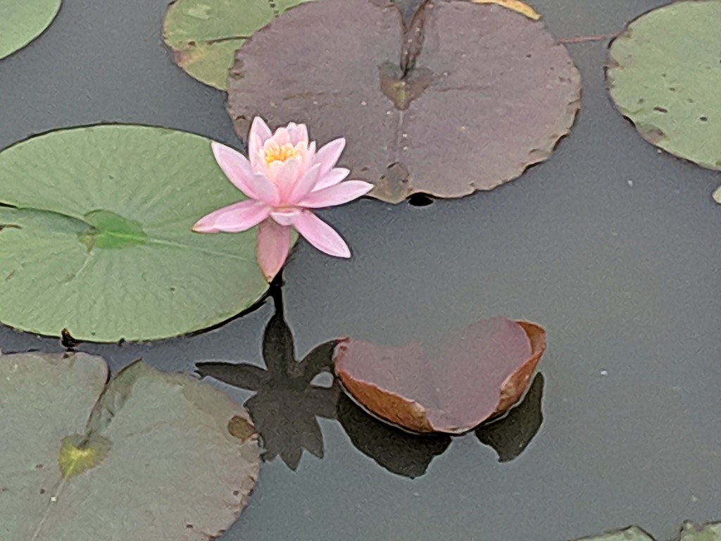 Water Lilies Kenilworth Aquatic Gardens Washington DC 1142… Flickr