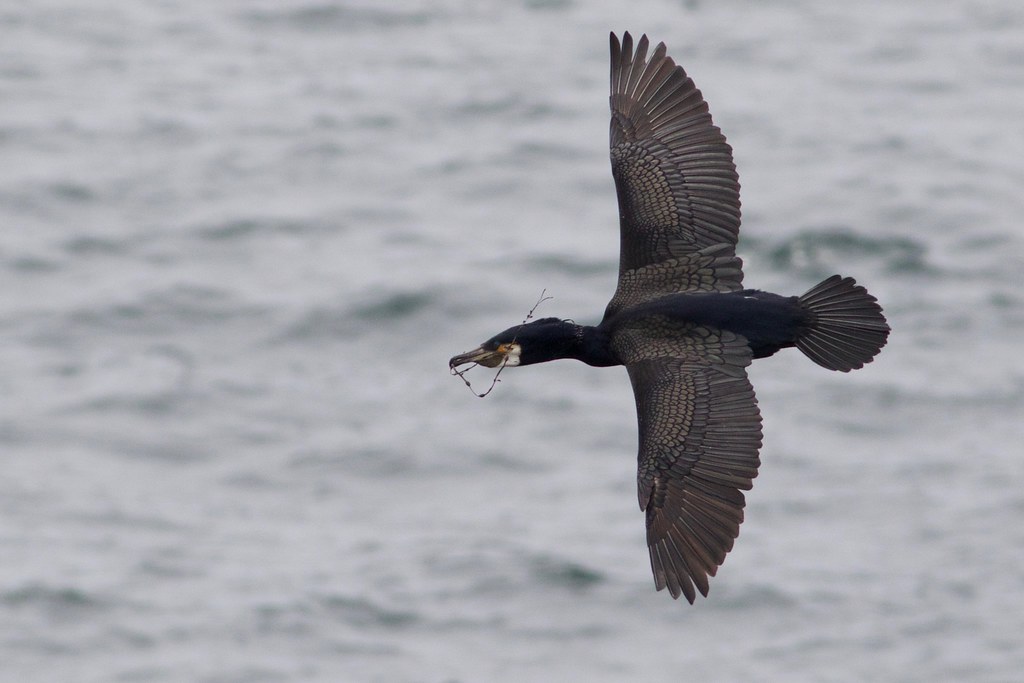 Great Cormorant Seal Island NWR, Penobscot Bay, Maine Keenan Yakola