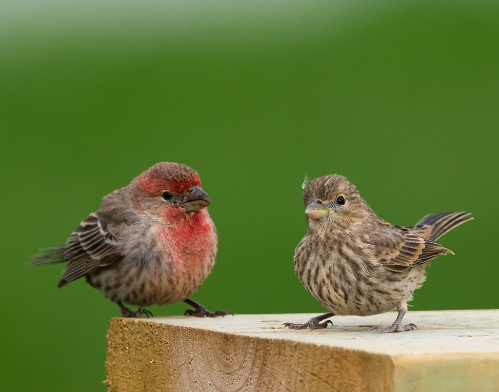 Stylish Eyebrows! House Finches, Lincoln, Nebraska Curt Flickr
