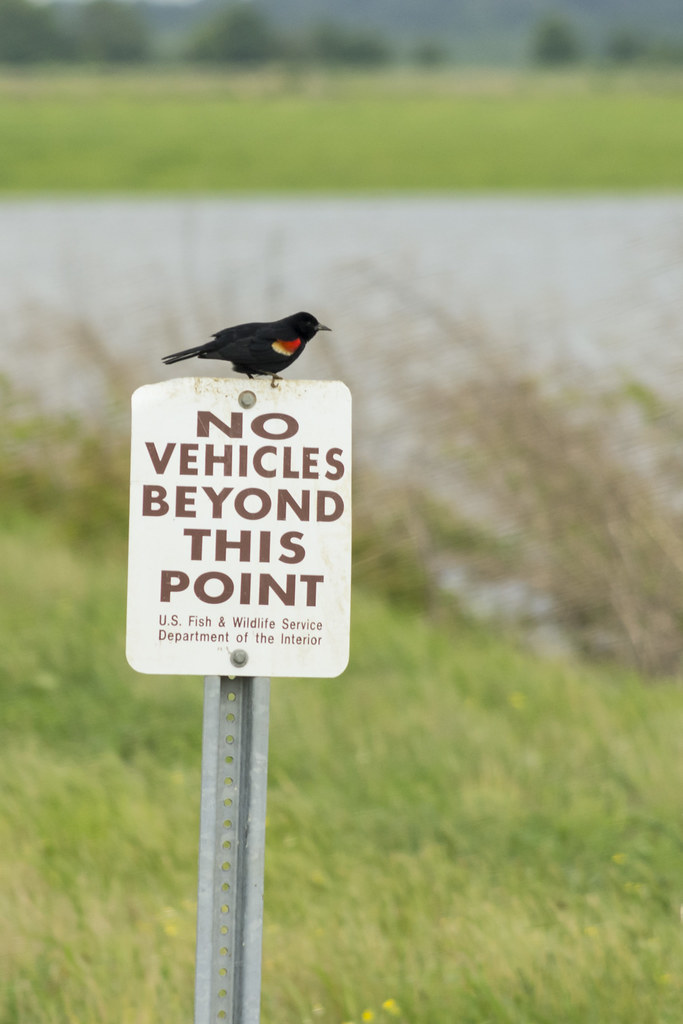 20190518 Bald Knob NWR Flickr