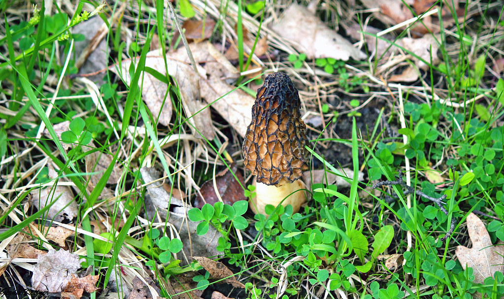 Black Morel Edible and delicious. I haven’t seen them year… Flickr