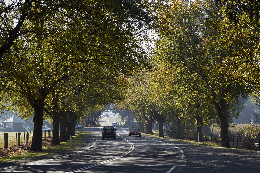 Bacchus Marsh Avenue of Honour1 gerryhk Flickr