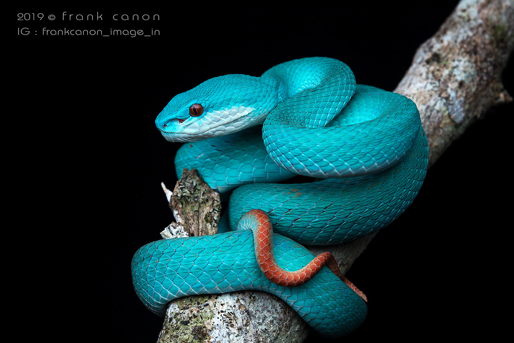 Trimeresurus insularis, blue form (Komodo island, Indonesi… Flickr