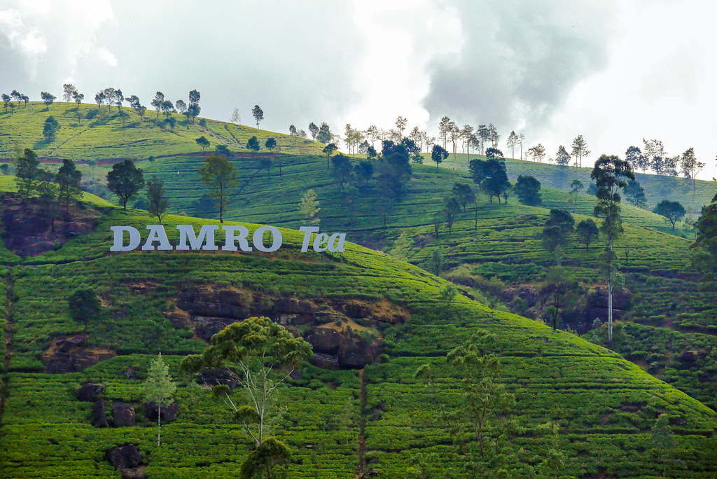Damro tea plantation Nuwara Eliya, Sri Lanka Salim Chamseddine Flickr