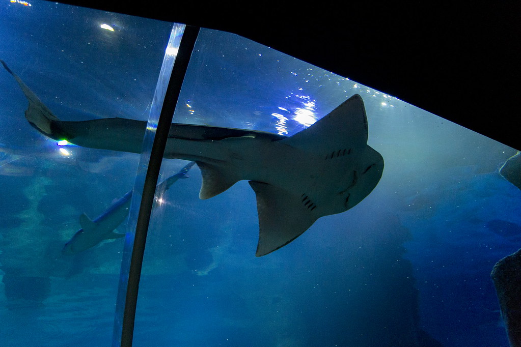 Istanbul, Aquarium Aqua Florya / Истанбул, Аквариум Aqua F… Flickr