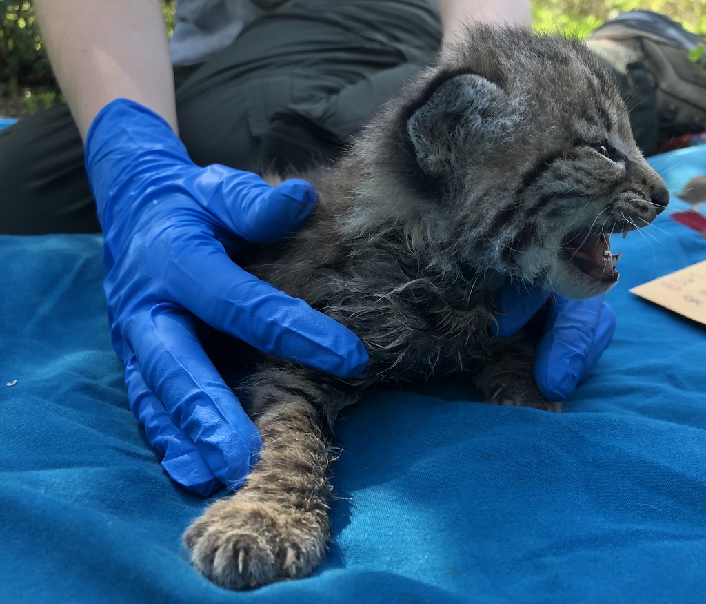 B362's litter of kittens A young bobcat captured and coll… Flickr