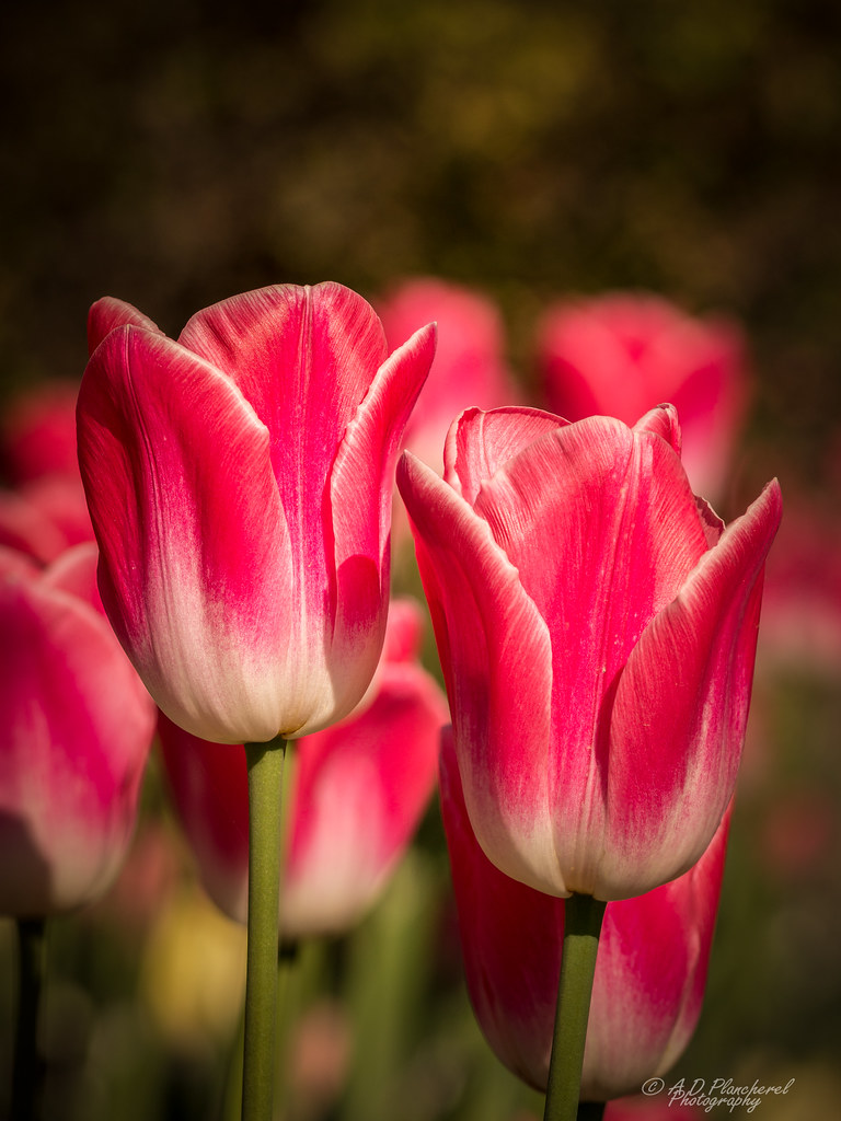 Twins Two Turkish tulips... The national flower of Turkey.… Flickr