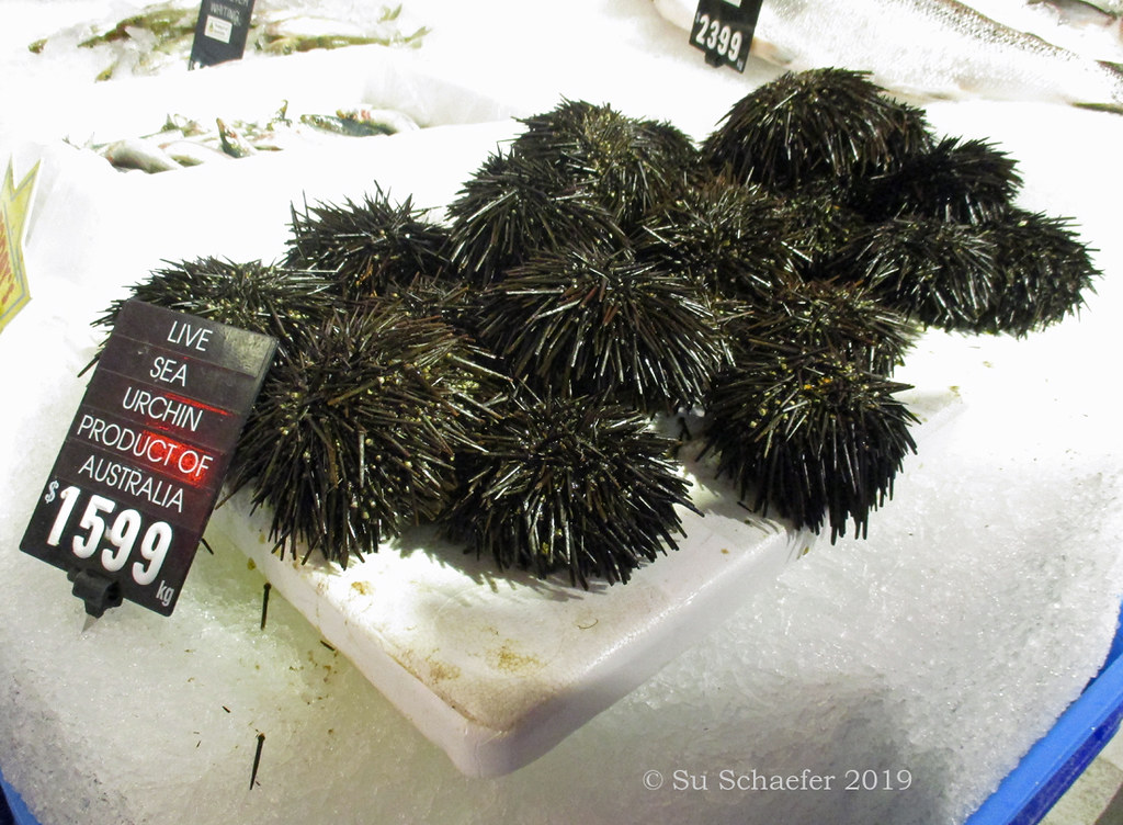 Live sea urchin Live sea urchin clos… Flickr
