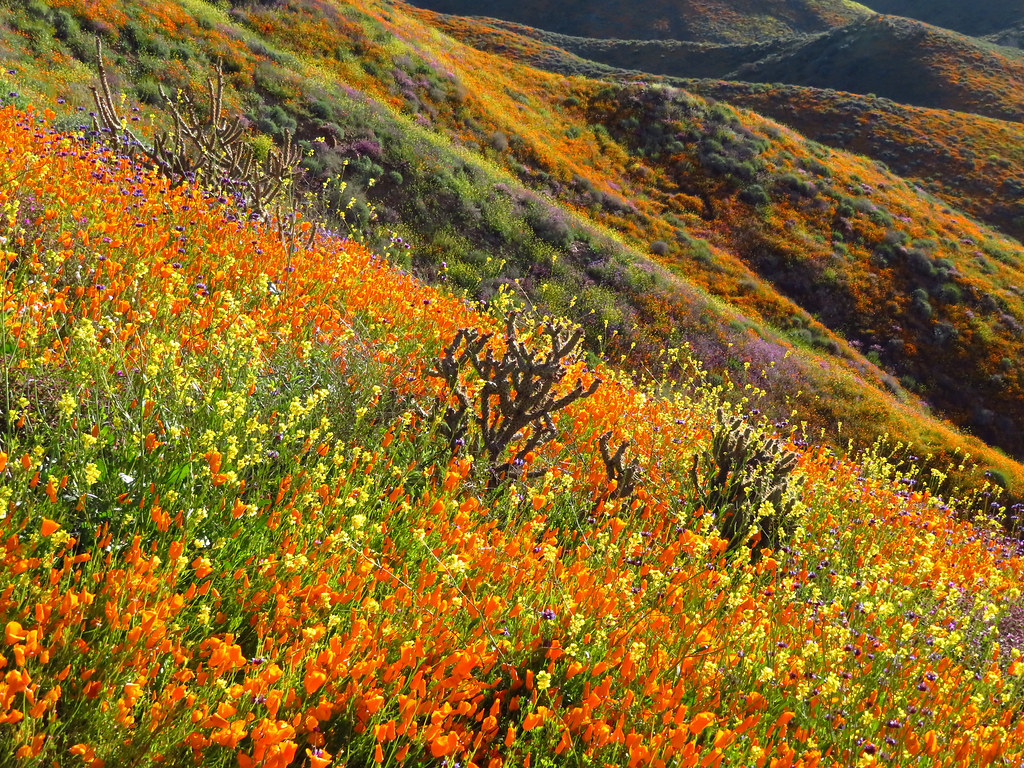 Wildflowers at Walker Canyon in CA Wildflowers at Walker C… Flickr