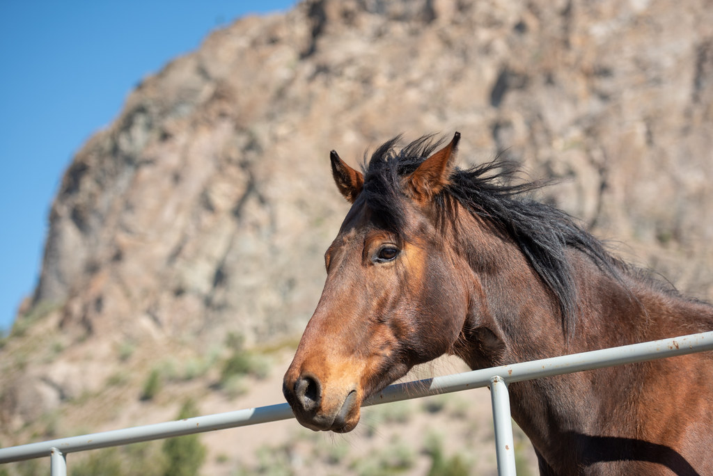 Woodgate Farms4471 Chris Clark Flickr