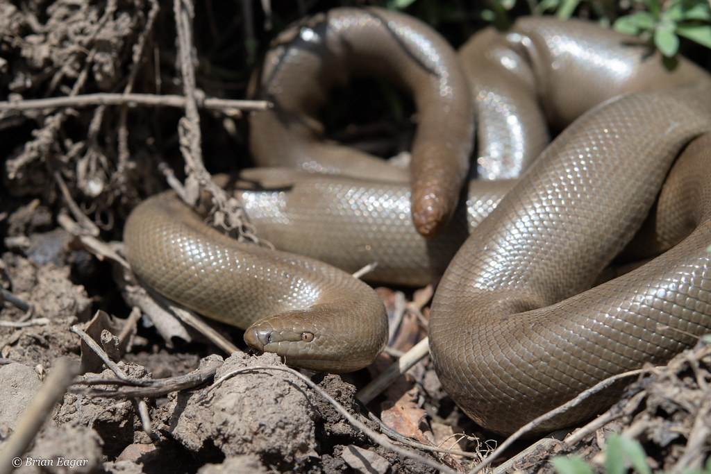 rubber boa head and tail Rubber Boa (Charina Bottae) The… Flickr