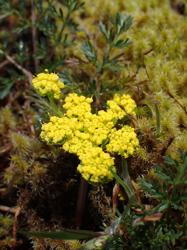 Spring Gold The early season flower called Spring Gold. Ta… Flickr