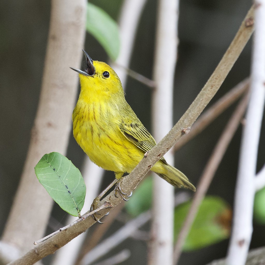 "Golden" Yellow Warbler Key Largo, Florida subspecies of Y… Flickr
