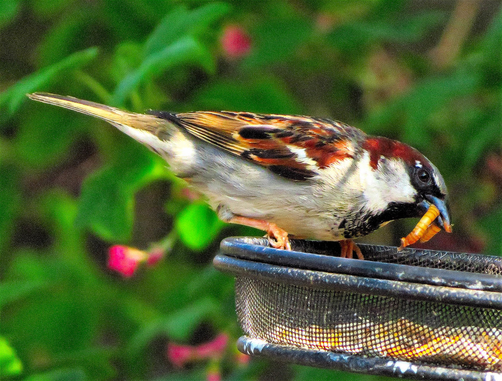 Male House Sparrow collecting mealworms Olwyn McEwen Flickr