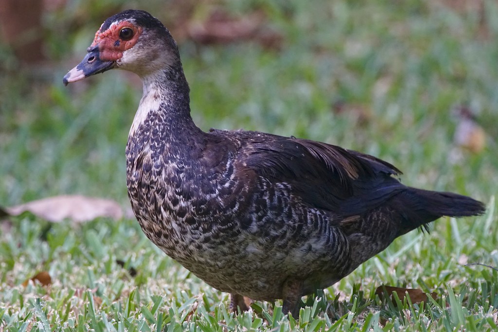 Lady duck Margaret Westrop Flickr