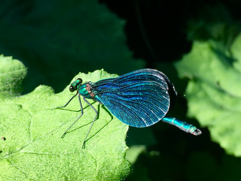 IMG_E1368 Anne Duray Flickr