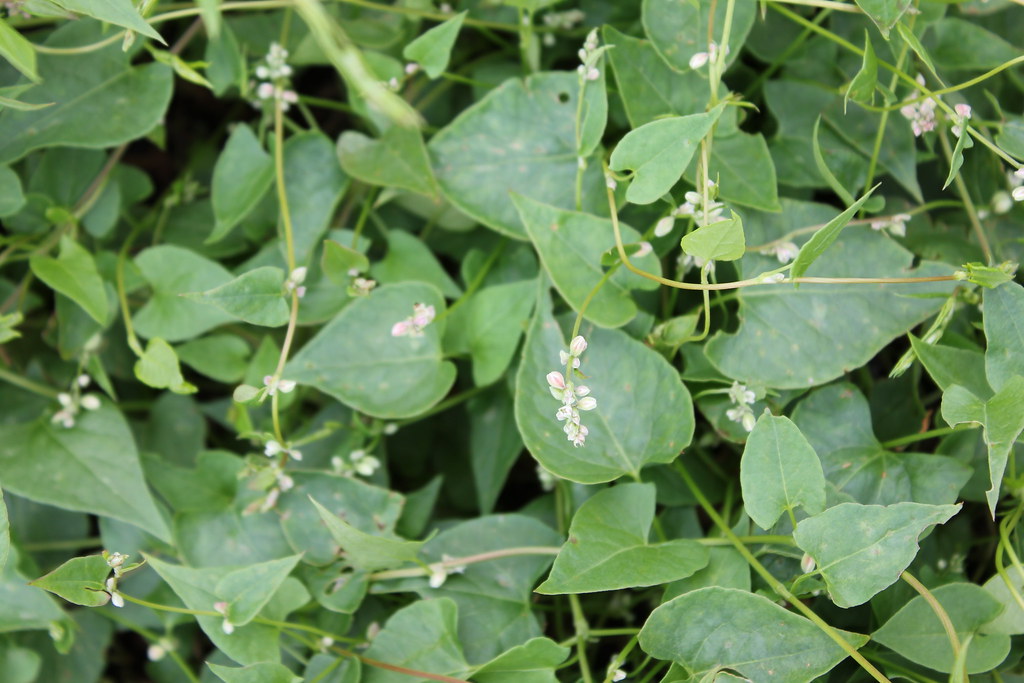 Wild Buckwheat 004 Unregulated Species Alberta Invasive Species Council Flickr