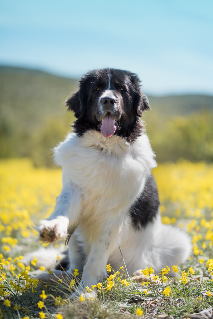 landseer dog pure breed playing fun lovely puppy landseer … Flickr