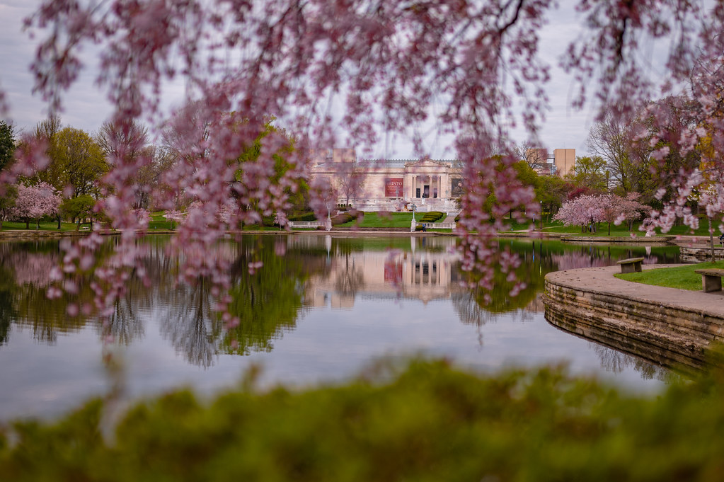 University Circle Cherry Blossoms Erik Drost Flickr