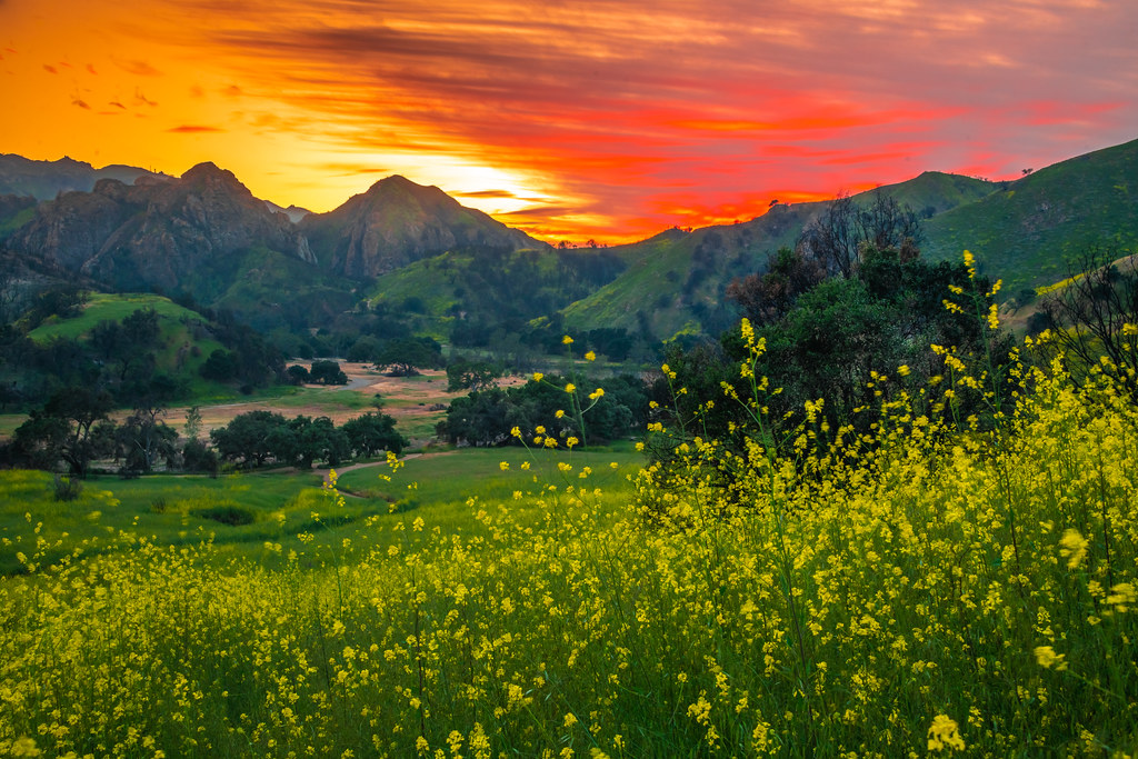 Malibu Creek State Park Spring Wild Flower Super Bloom! God Spilled