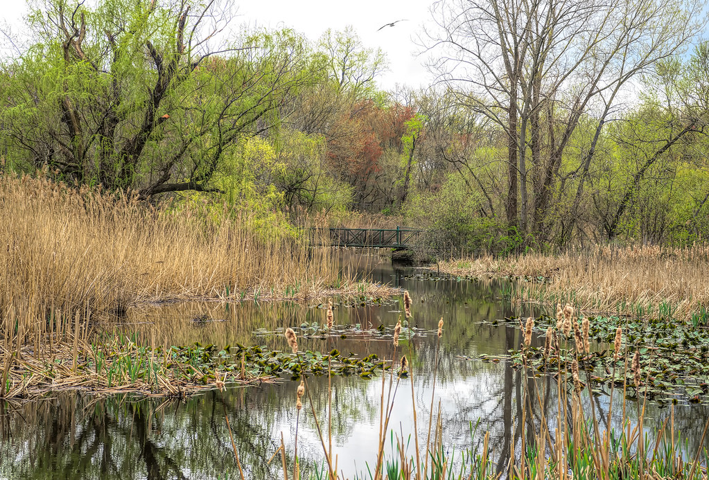 Beaver Swamp Brook Harrison June Marie Flickr