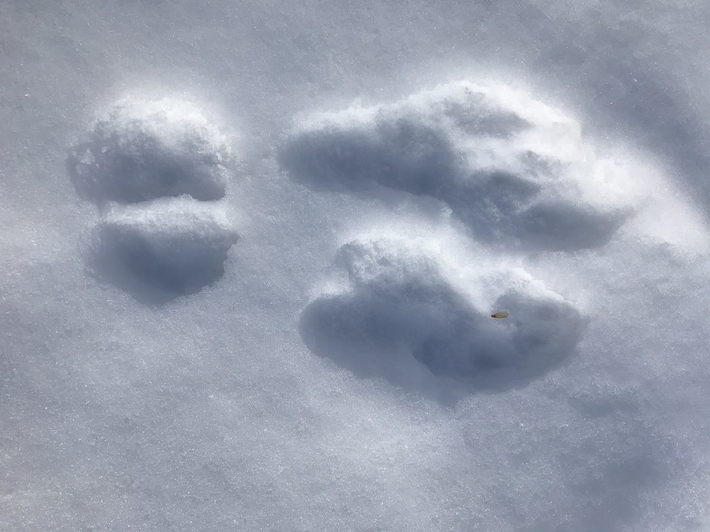 Animal tracks Tracks left in the snow by wildlife tell the… Flickr