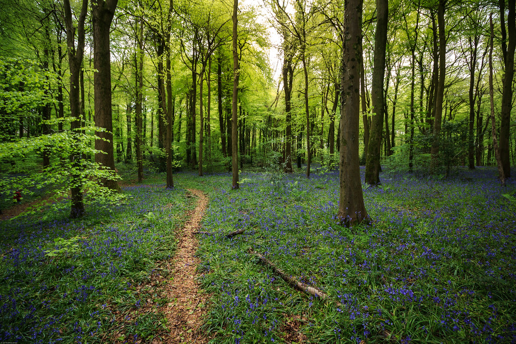 Bluebells, St Pierre's Great Woods, Chepstow chrisgj6 Flickr