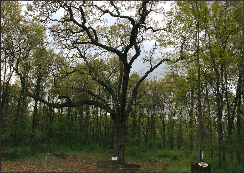 Great Oak Park This oak tree is well over 300 years old an… Flickr