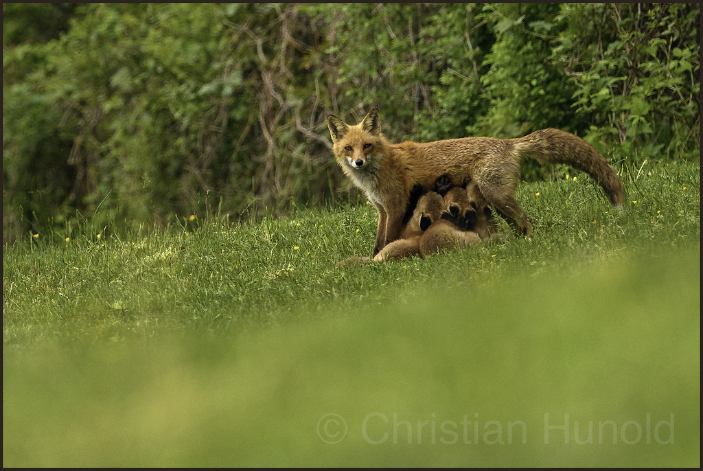 red foxes Southeast Pennsylvania Momma fox feeding three k… Flickr