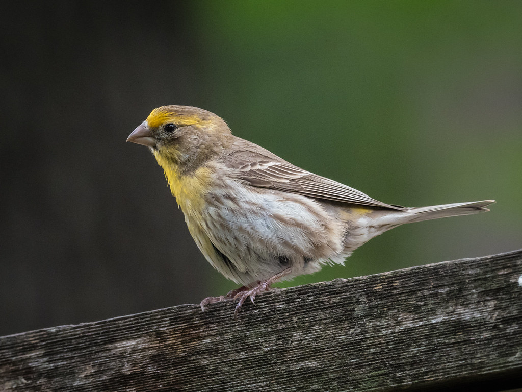 House Finch (Orange/Yellow Morph) Quite different to the u… Flickr