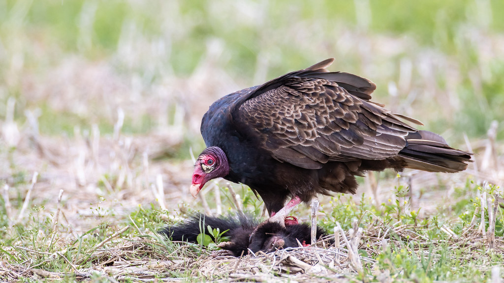 Turkey Vulture, Boone County, Indiana. April 27, 2019 Flickr