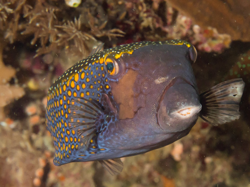 Spotted boxfish (Ostracion meleagris) www.fishbase.de/summ… Flickr