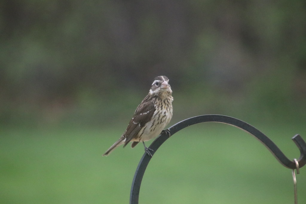 RoseBreasted Grosbeak in the Backyard May 4th & 5th, 20… Flickr