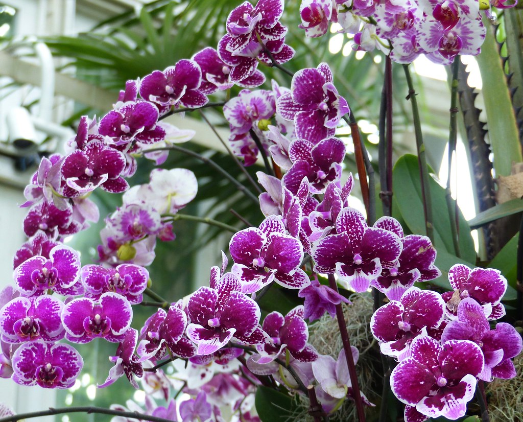 105. Orchids in Annual Orchid Show 2019 at The New York Bo… Flickr