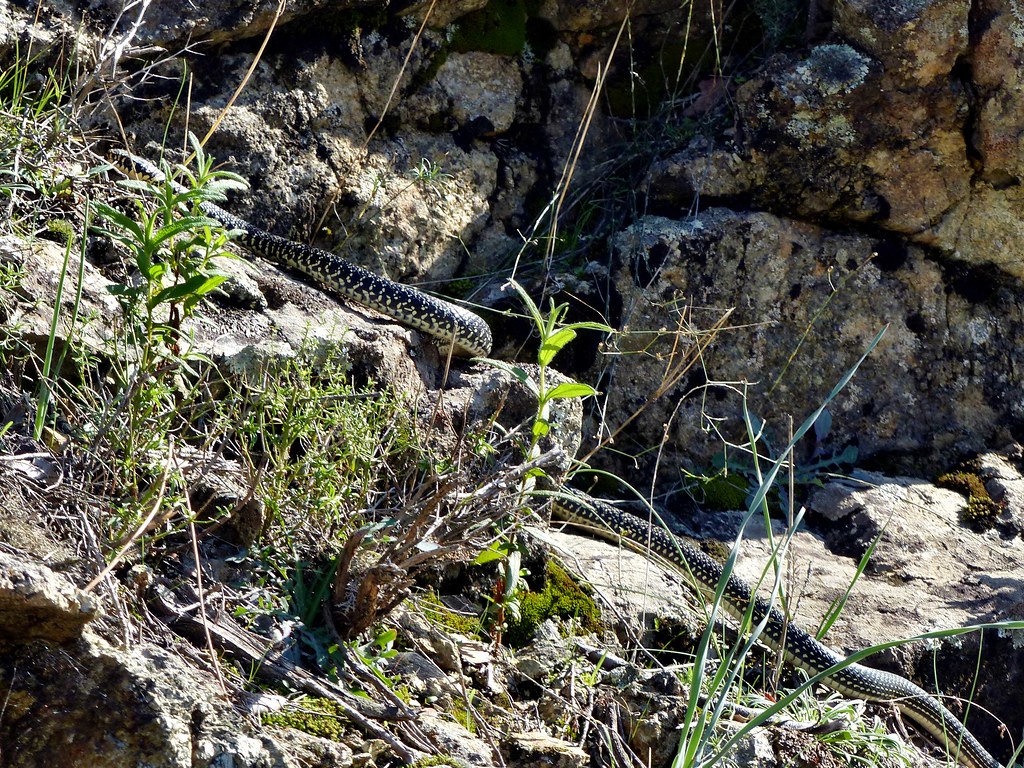 Cambia Green whip snake The island of Corsica is one of … Flickr