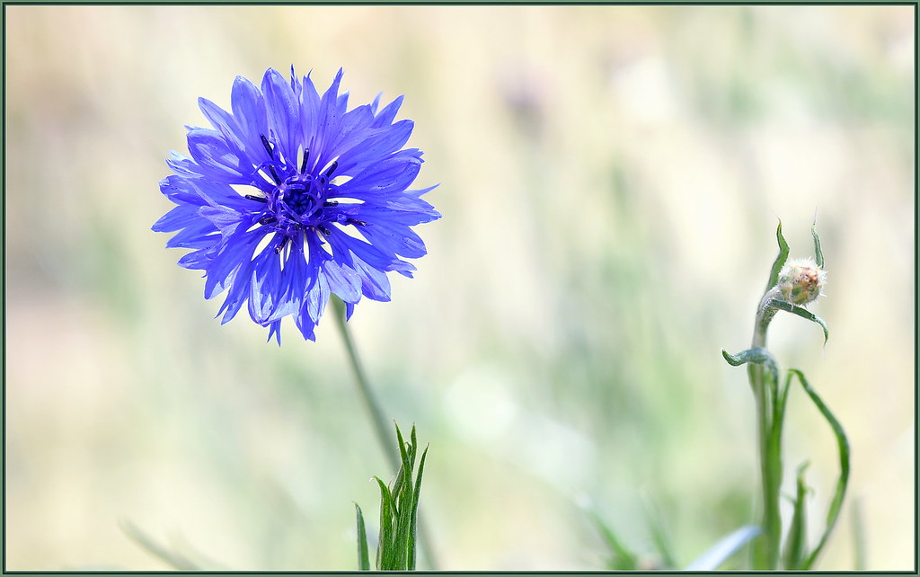 Blue Style Cornflowers blooming like crazy tdlucas5000 Flickr