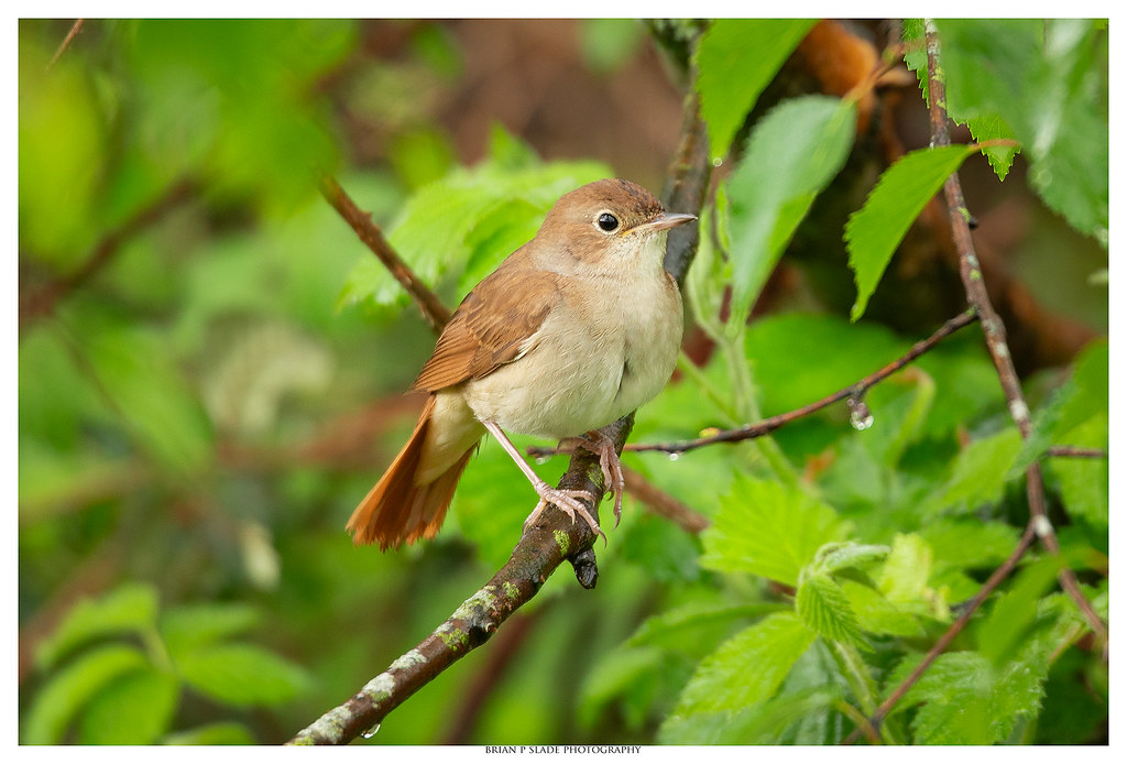 Nightingale Nightingale I had a very enjoyable but extre… Flickr