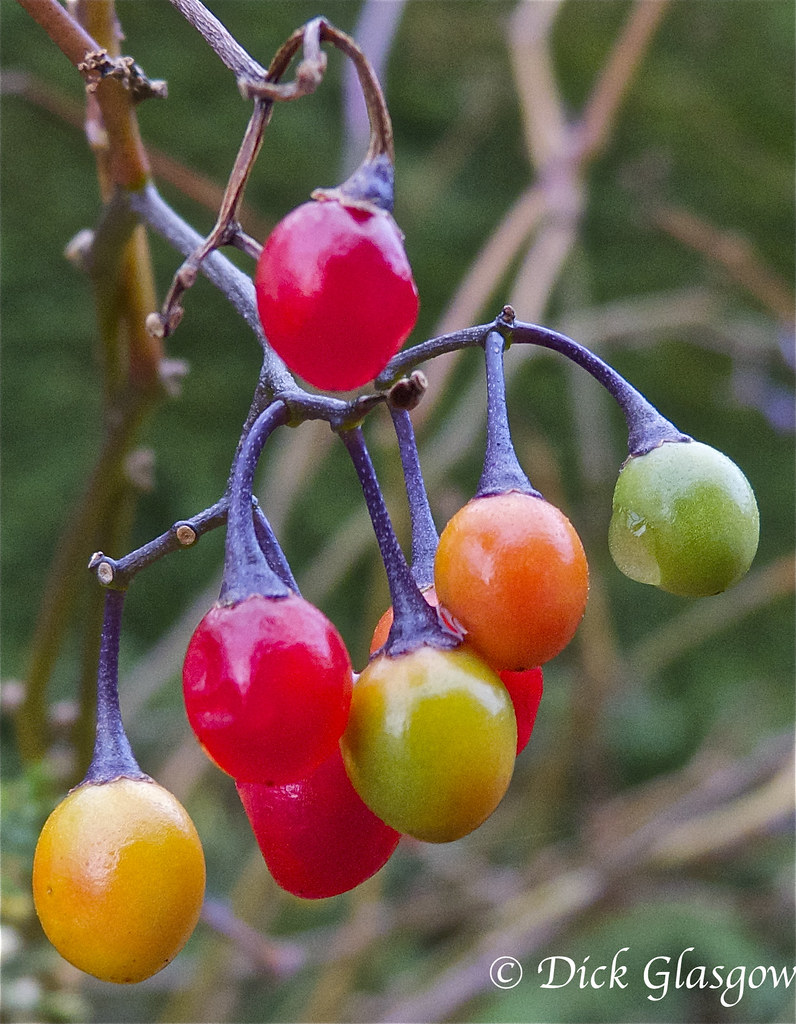Woody Nightshade Berries! Woody Nightshade Berries in my g… Flickr