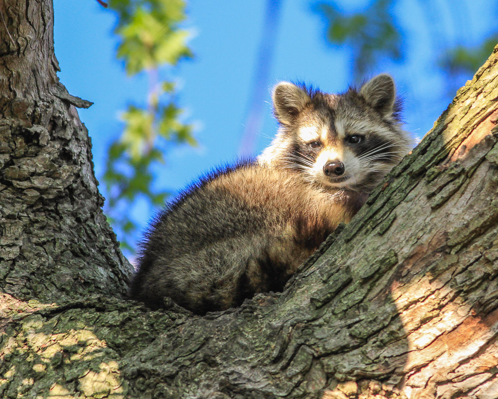 20190427IMG_48572 Racoon in my back yard. Nests in this … Flickr