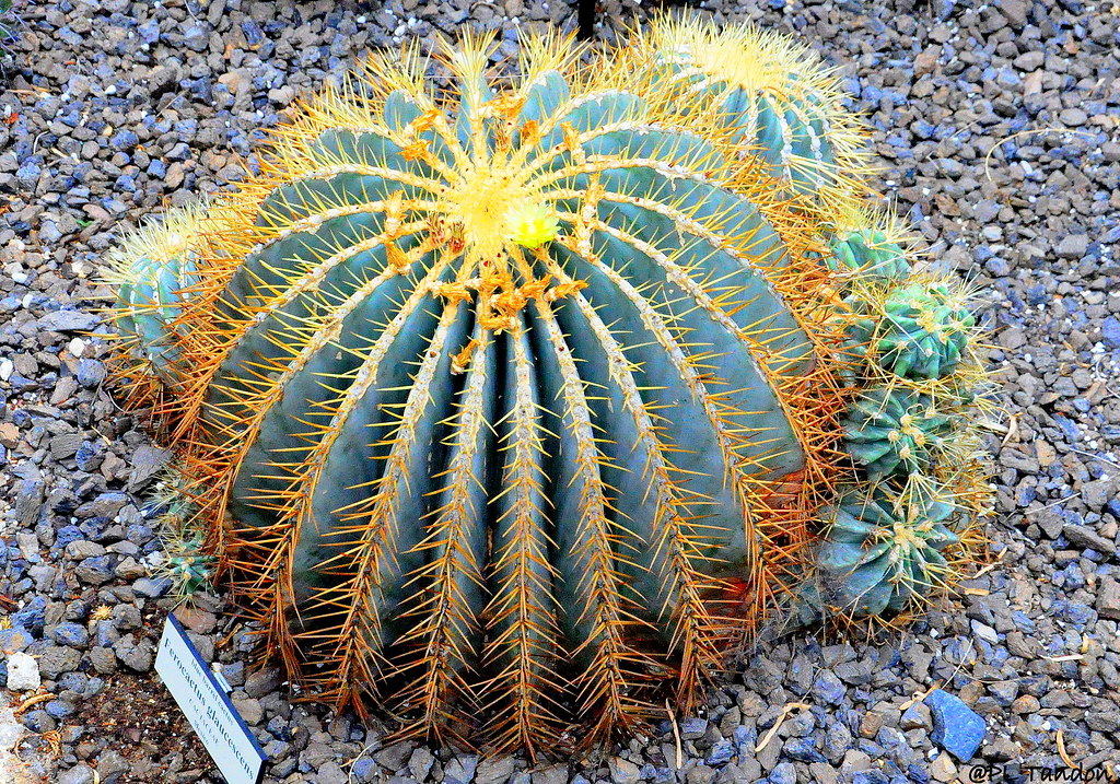 Blue Barrel Cactus Blue Barrel Cactus, Ferocactus glaucesc… P. L