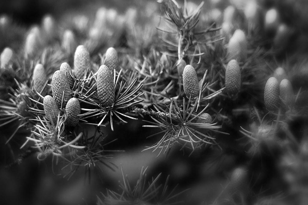 Cedar of Lebanon Cedrus libani, Imature seed cones, ground… Flickr
