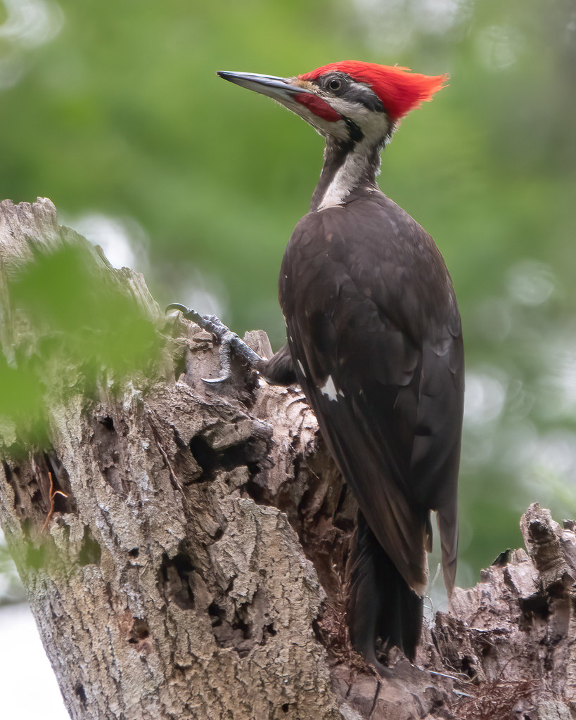 Pileated Woodpecker Male in west central Florida. Thanks f… Flickr