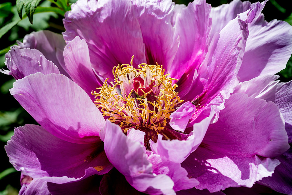 Purple tree peony bezymondo