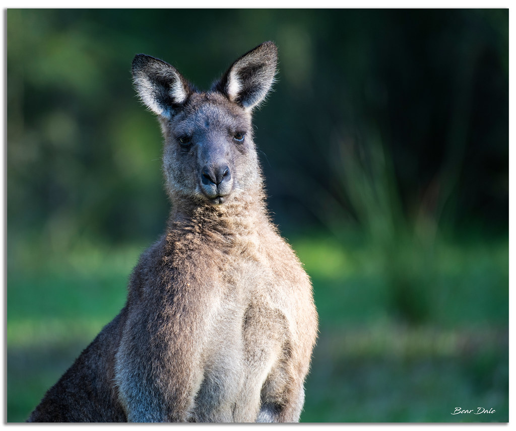Buck Male Kangaroo's FM Forums