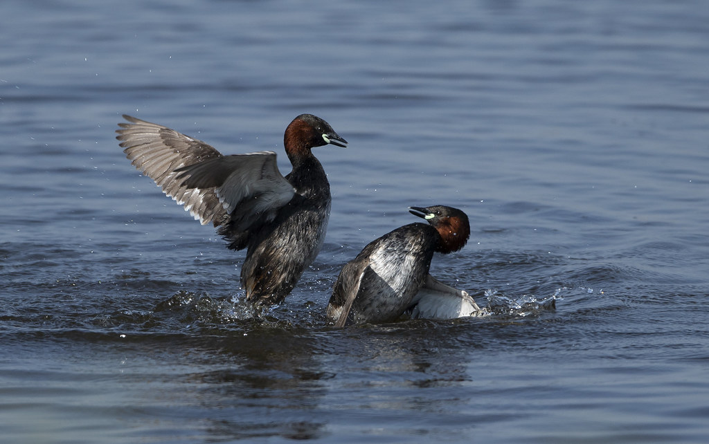 Elevation of Woodgates Cl, North Ferriby HU14 3JS, UK Topographic Map